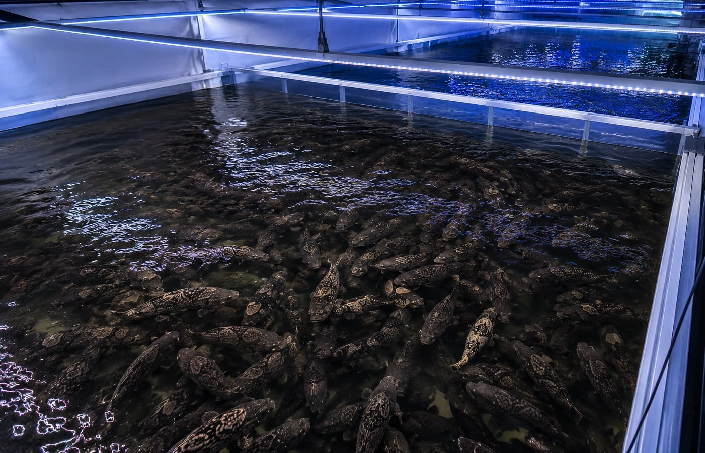 Oceanloop takes aquaculture towards industrial scale Oceanloop takes aquaculture towards industrial scale