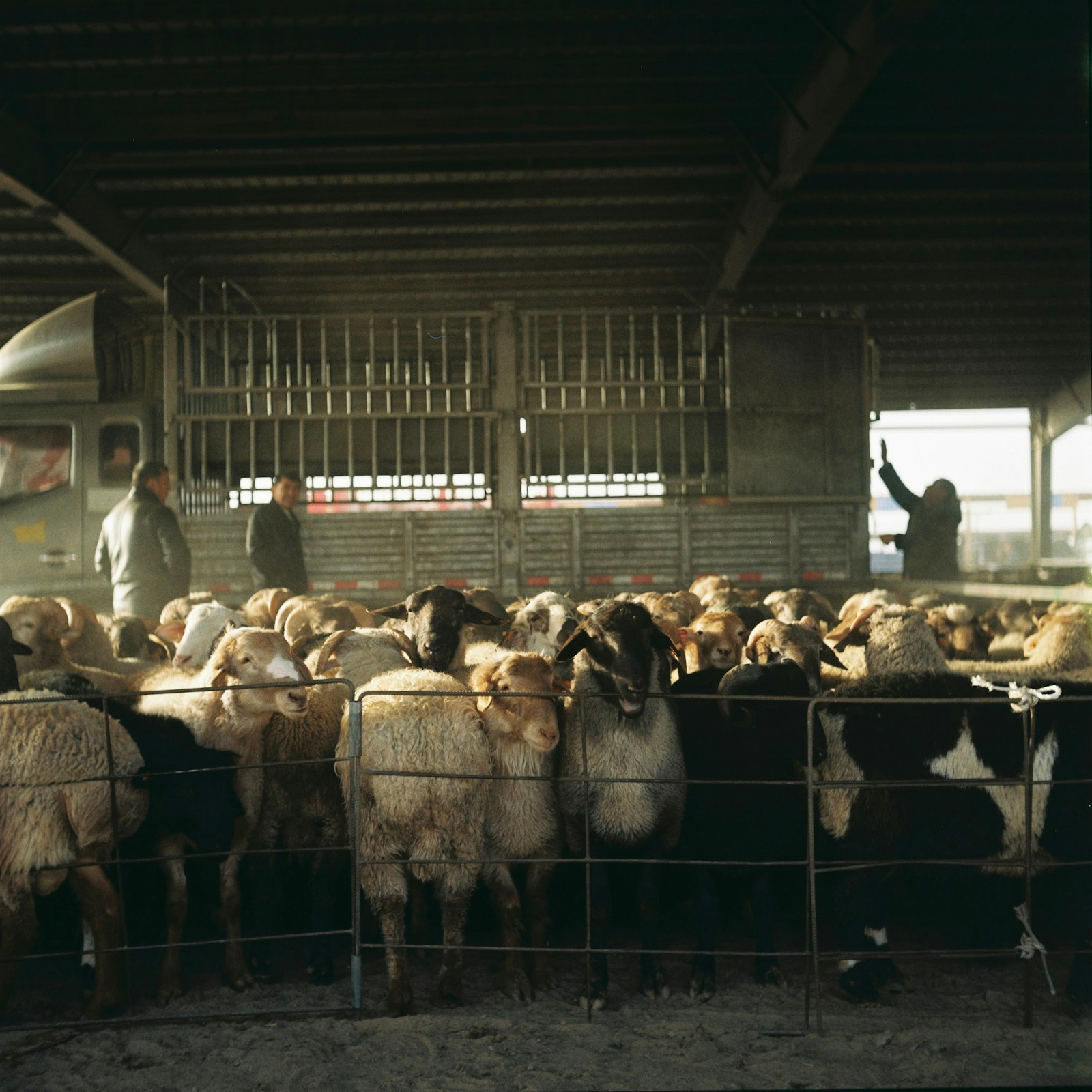 Private 5G reaches Sussex livestock monitoring